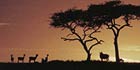 African Safari Destinations